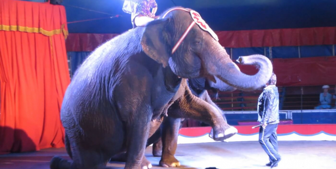 Aging Elephants With Swollen Feet, Toenail Problems Exploited at Circus World Museum