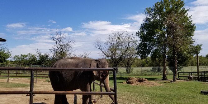 Elephant Encounter at Endangered Ark Foundation Leaves Visitor Disfigured, Disabled