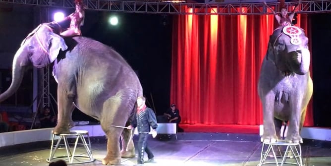 Elephants forced to perform at Circus World Museum