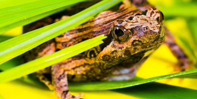 Spotted frog pokes out of grass