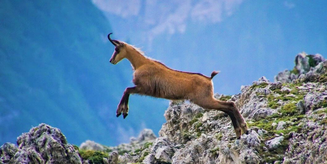 Brown goat jumps in the mountains