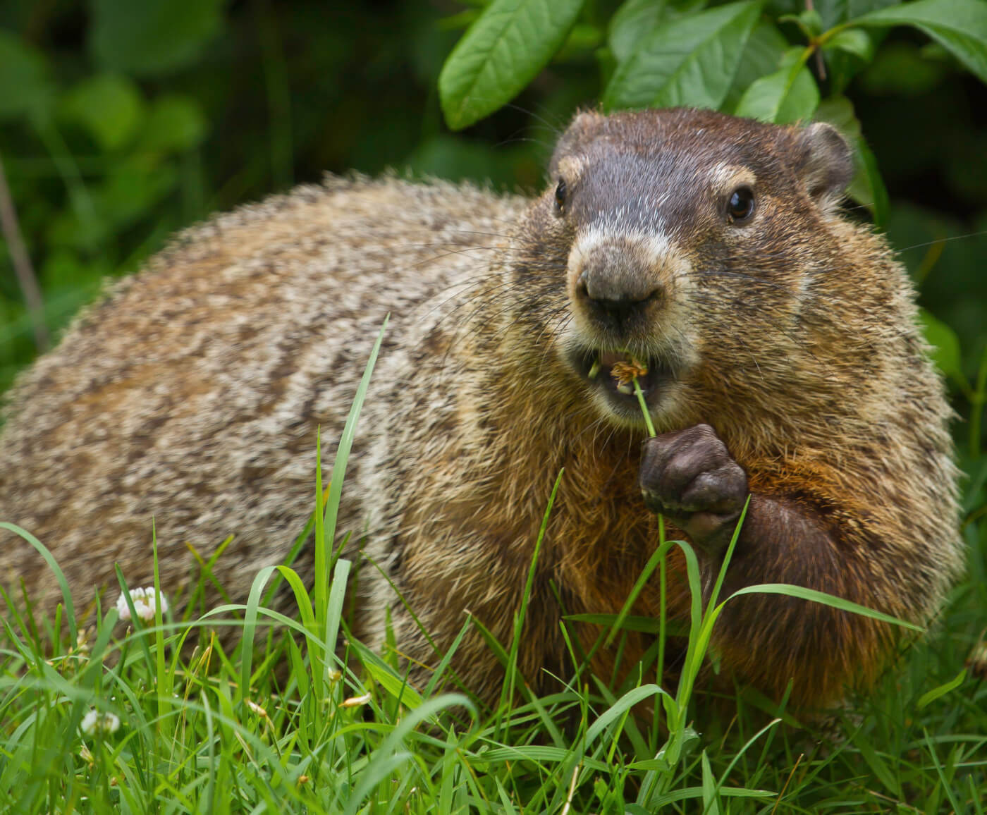Groundhog eating weeds