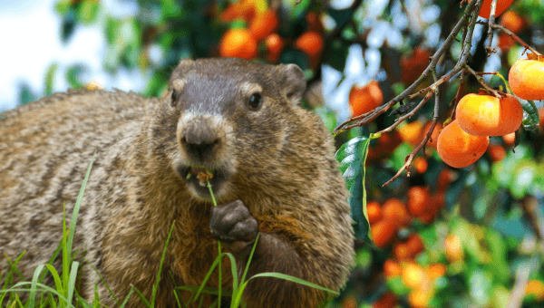 Urge Ohio Radio Station to Make Annual ‘Buckeye Chuck’ Event Groundhog-Free