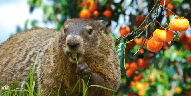 Urge Ohio Radio Station to Make Annual ‘Buckeye Chuck’ Event Groundhog-Free