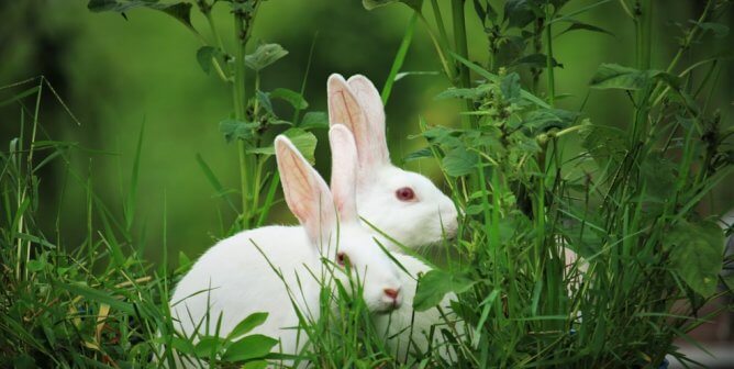 Urge Hobby Lobby to Go Fur-Free!