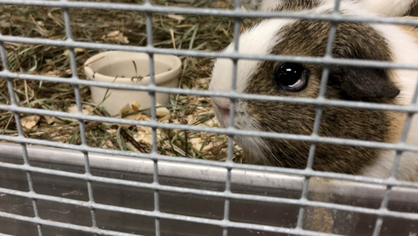 BREAKING: Pet Store Supplier With Former Ties to SeaWorld Deprives Dying Animals of Care