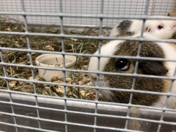 guinea pigs at great pets supplier