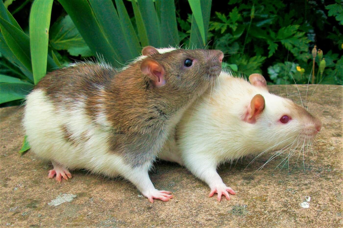 Two rats on a rock