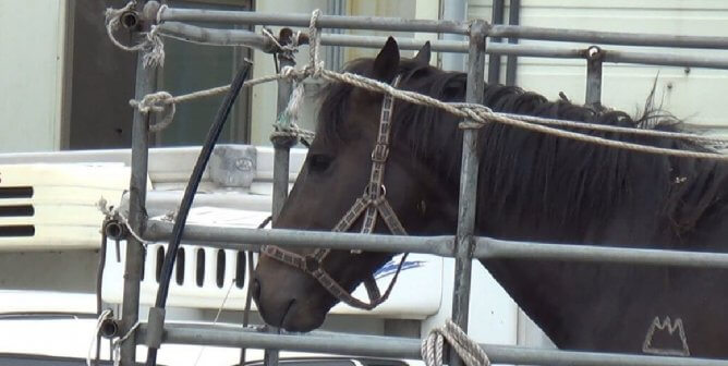 Progress! Plans for South Korean Horsemeat Pet Food Factory Have Been Scrapped