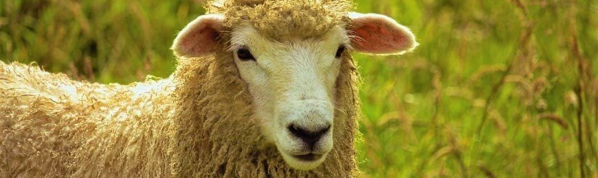Sheep with curly wool in field