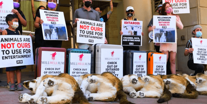 We Did It! Millennium Hotels Drops Iditarod After Worldwide PETA Campaign