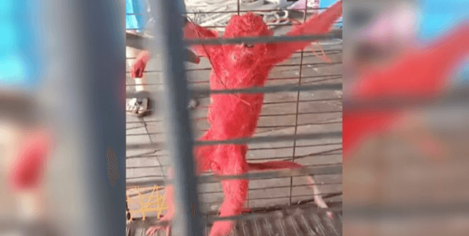 Man Apparently Paints Monkey Red (Video)