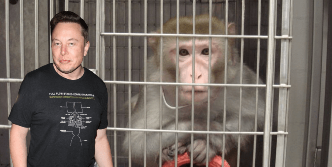 Elon Musk, monkey in cage
