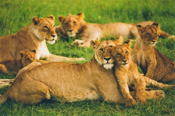 Pride of lions at Maasai Mara