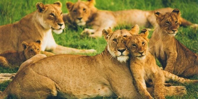 Pride of lions at Maasai Mara