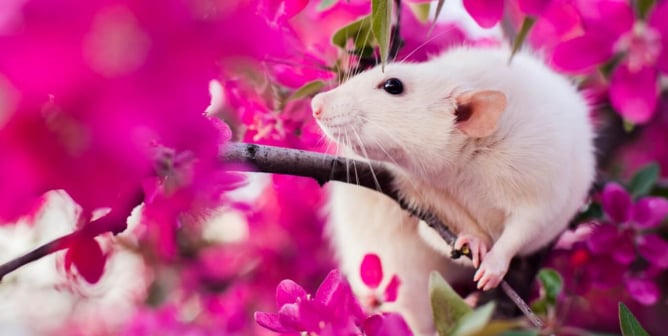 Read All About It! How PETA Scientists’ Published Papers Promote Animal-Free Testing