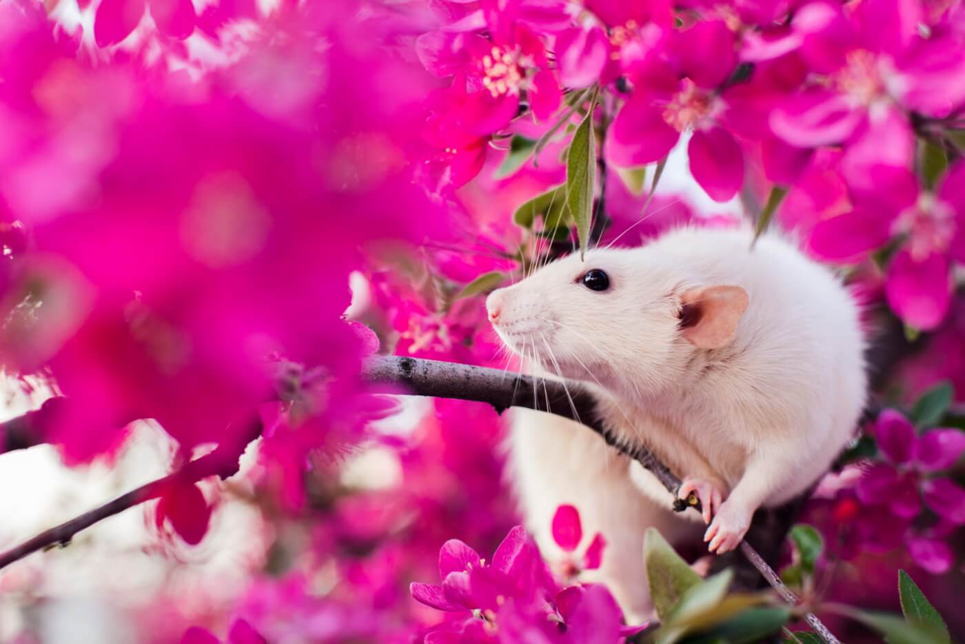 rat in pink apple blossom tree