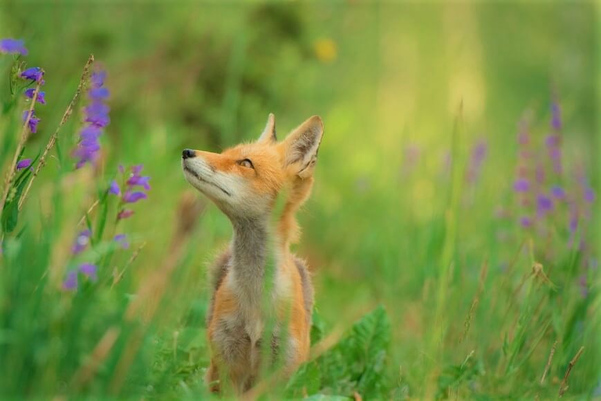 Fox looks at purple flowers