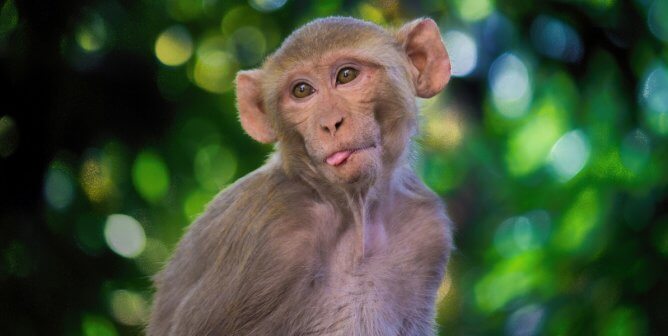 Trailblazing Congressional Letter Urges NIH to Phase Out Experiments on Animals