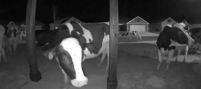 Ring Doorbell Films Cows Escaped From a Dairy Farm