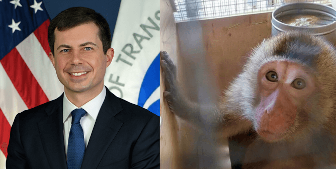 secretary pete buttigieg and primate