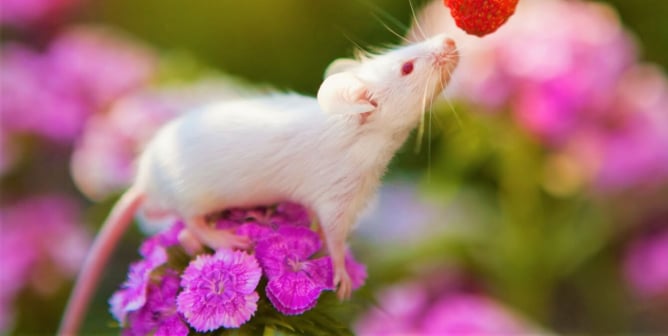 White mouse on purple flower sniffs strawberry