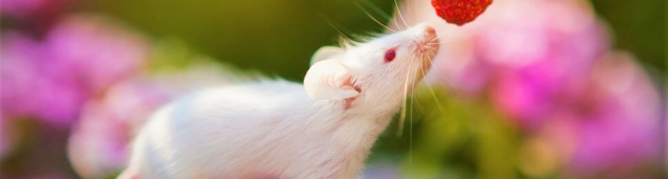 White mouse on purple flower sniffs strawberry