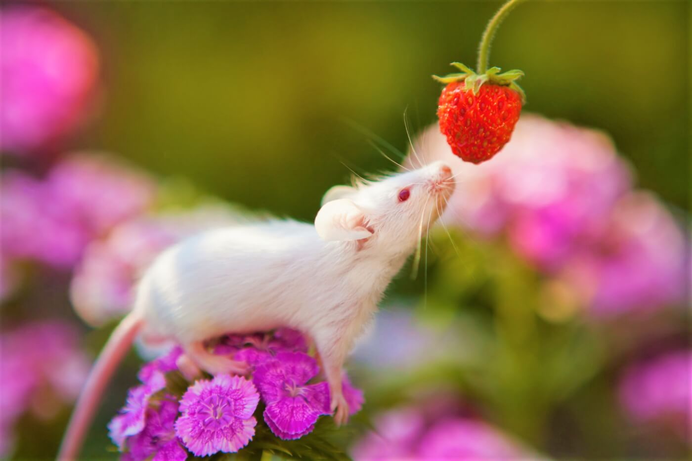 White mouse on purple flower sniffs strawberry