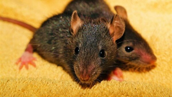 Two gray mice on carpet