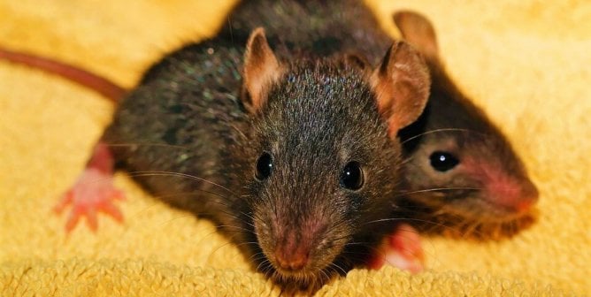 Two gray mice on carpet