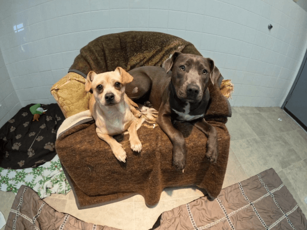 two dogs outside in crate during freezing temps rescued by PETA fieldworkers