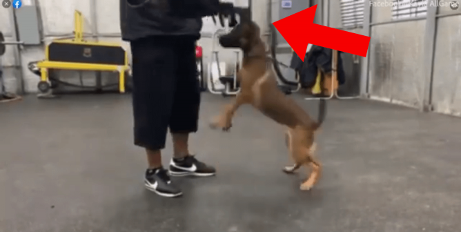 Trainer With Celeb Clients Slams Puppy to the Ground