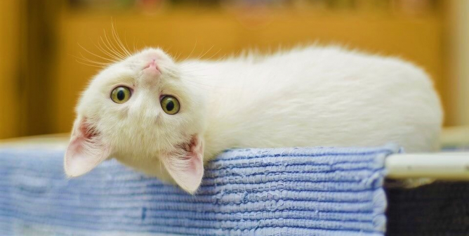 White cat sits on blue blanket