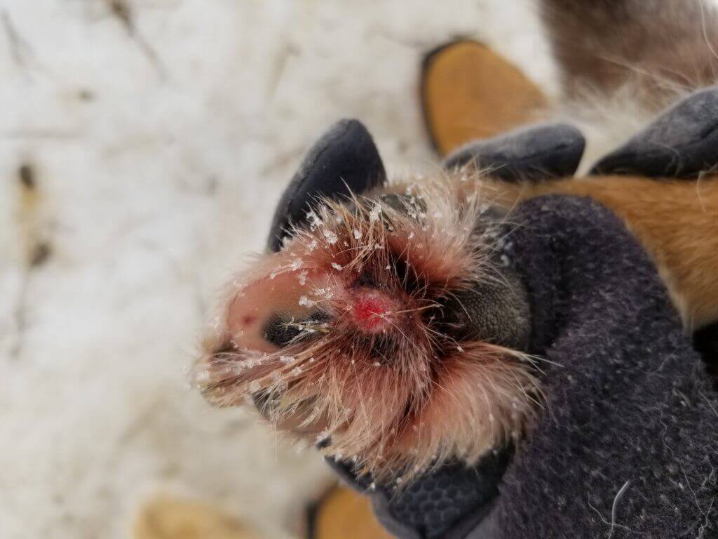 iditarod dog bloody paw
