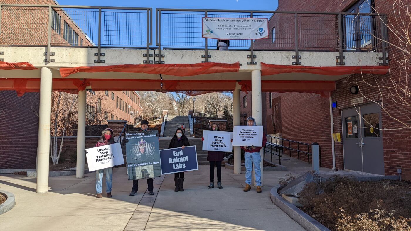 peta umass demo to end deadly marmoset experiments