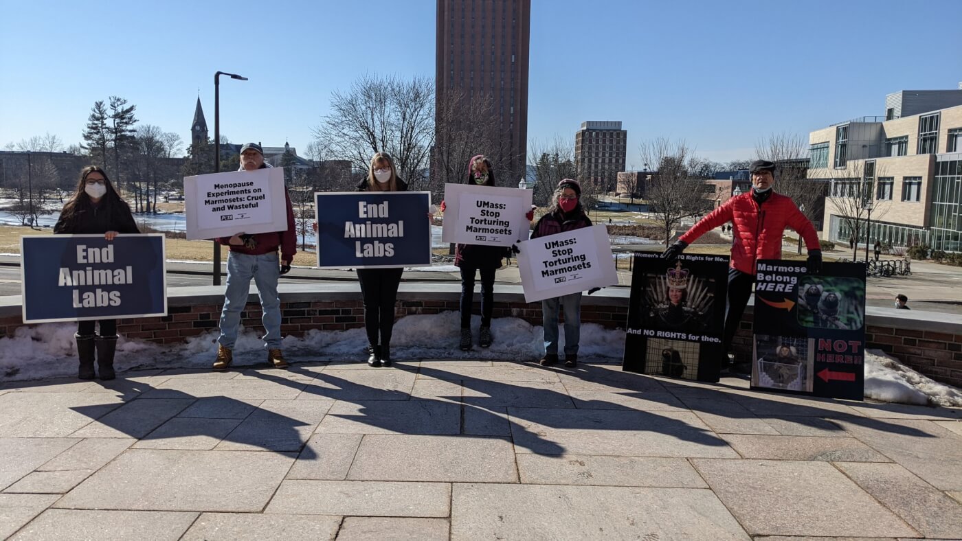 peta umass demo to end deadly marmoset experiments