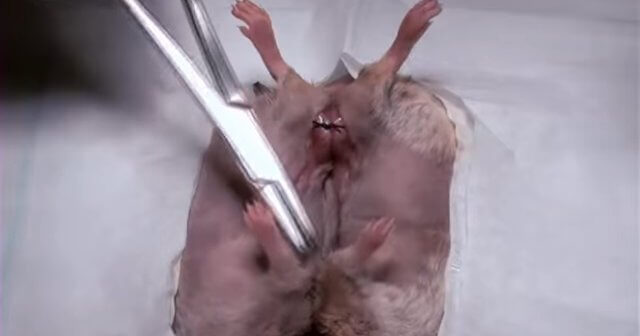 Unchecked Agony for Animals in Labs at Baylor