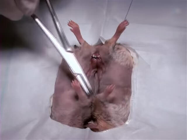 Baylor College of Medicine: Hellhole for Animals in Labs