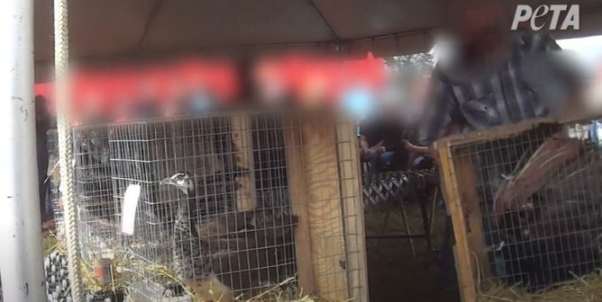 Cruelty At Exotic-Animal Auctions