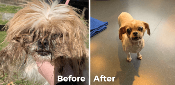 Cinnamon Is Sweet On Her New Hairdo—Thanks to PETA Fieldworkers