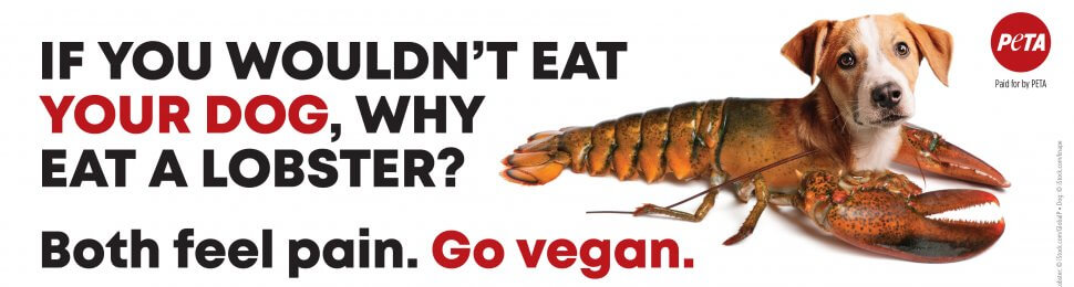 If You Wouldn’t Eat Your Dog, Why Eat A Lobster? Both Feel Pain. Go Vegan.
