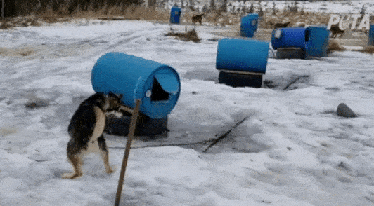 A dog used for the Iditarod tangled in a chain.