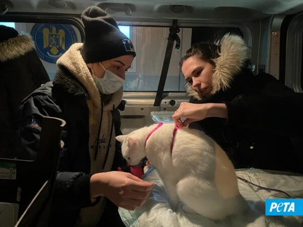 PETA Germany helps white cat refugee