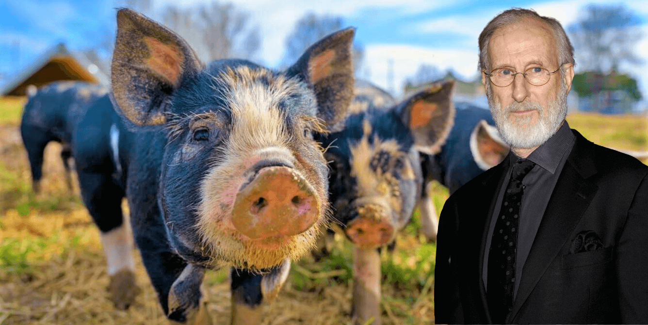 James Cromwell speaks up for pigs used in experiments