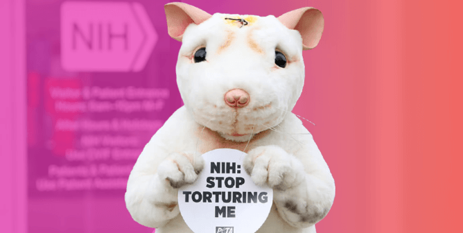 NIH mouse protester