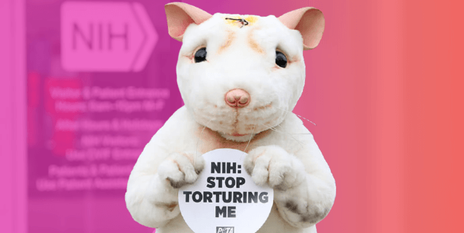 PETA Files Groundbreaking Suit Against NIH, HHS Over Sepsis Experiments on Animals