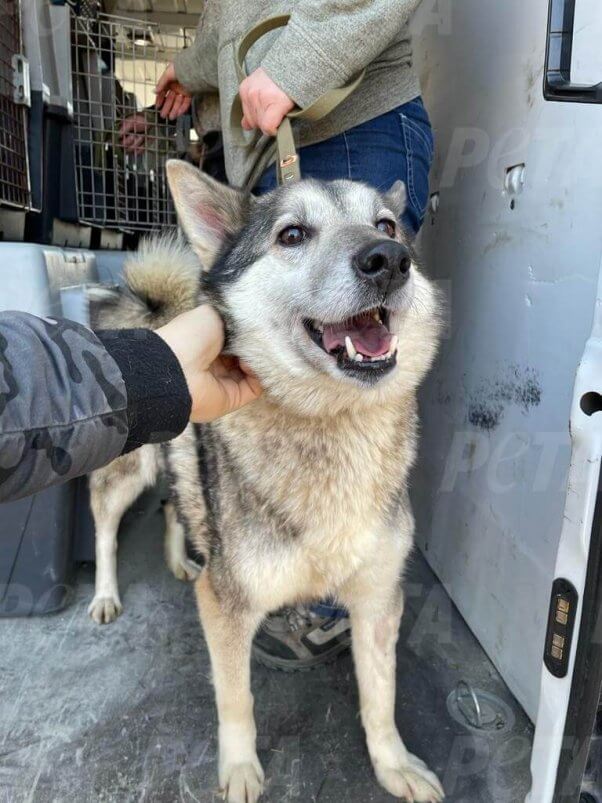740+ Animals Rescued From War-Torn Ukraine