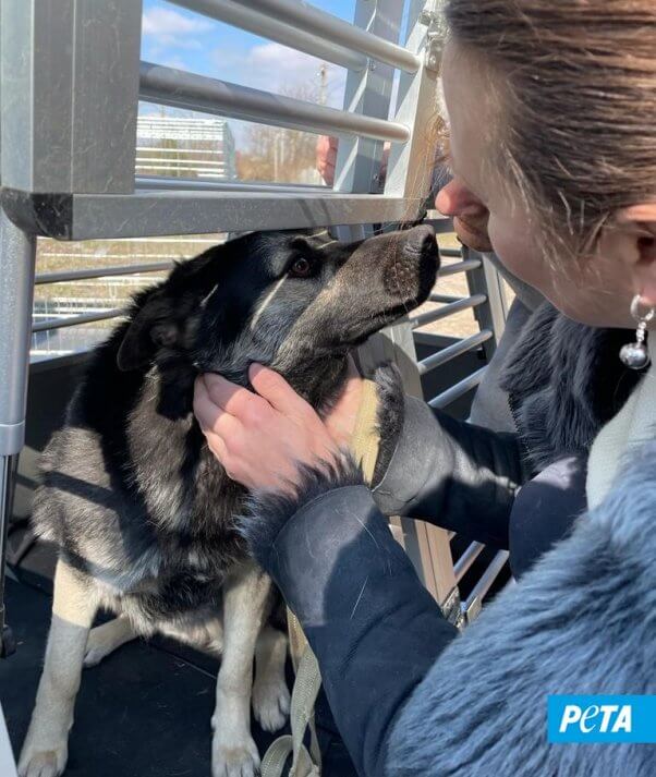 Dog from Lviv rescued and brought to Poland