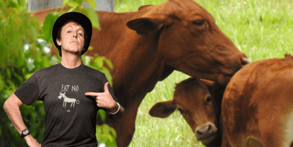 Sir Paul McCartney writes letter to Starbucks on behalf of cows