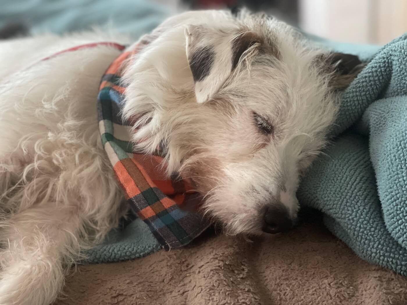 rosie dog for adoption